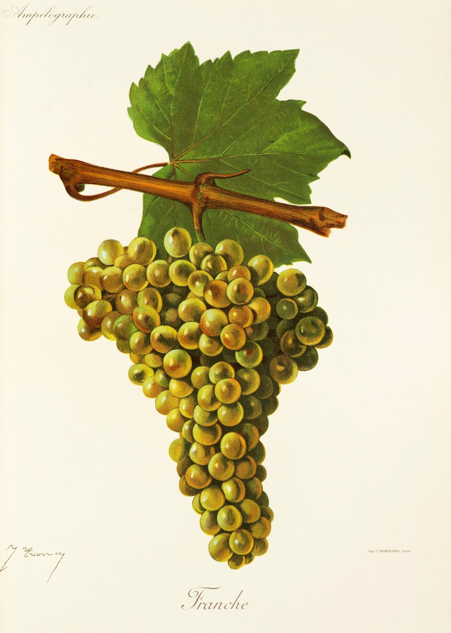 Franche druva av J. Troncy av Jules Troncy