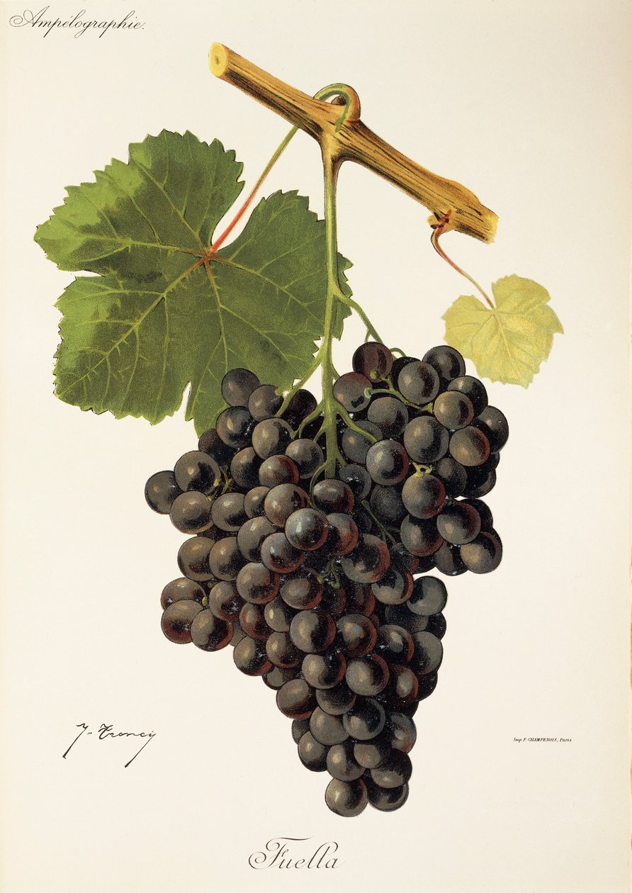 Fuella druva av J. Troncy av Jules Troncy