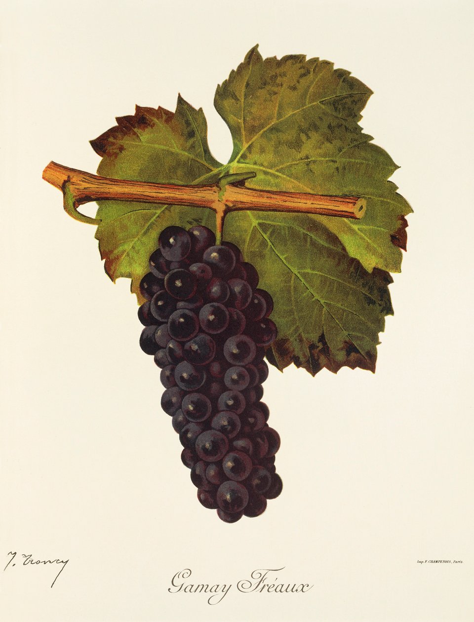 Gamay Freaux druva av J. Troncy av Jules Troncy