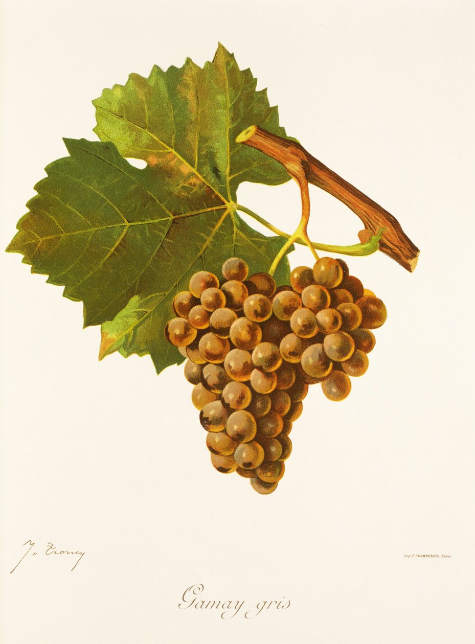 Gamay Gris druva av J. Troncy av Jules Troncy