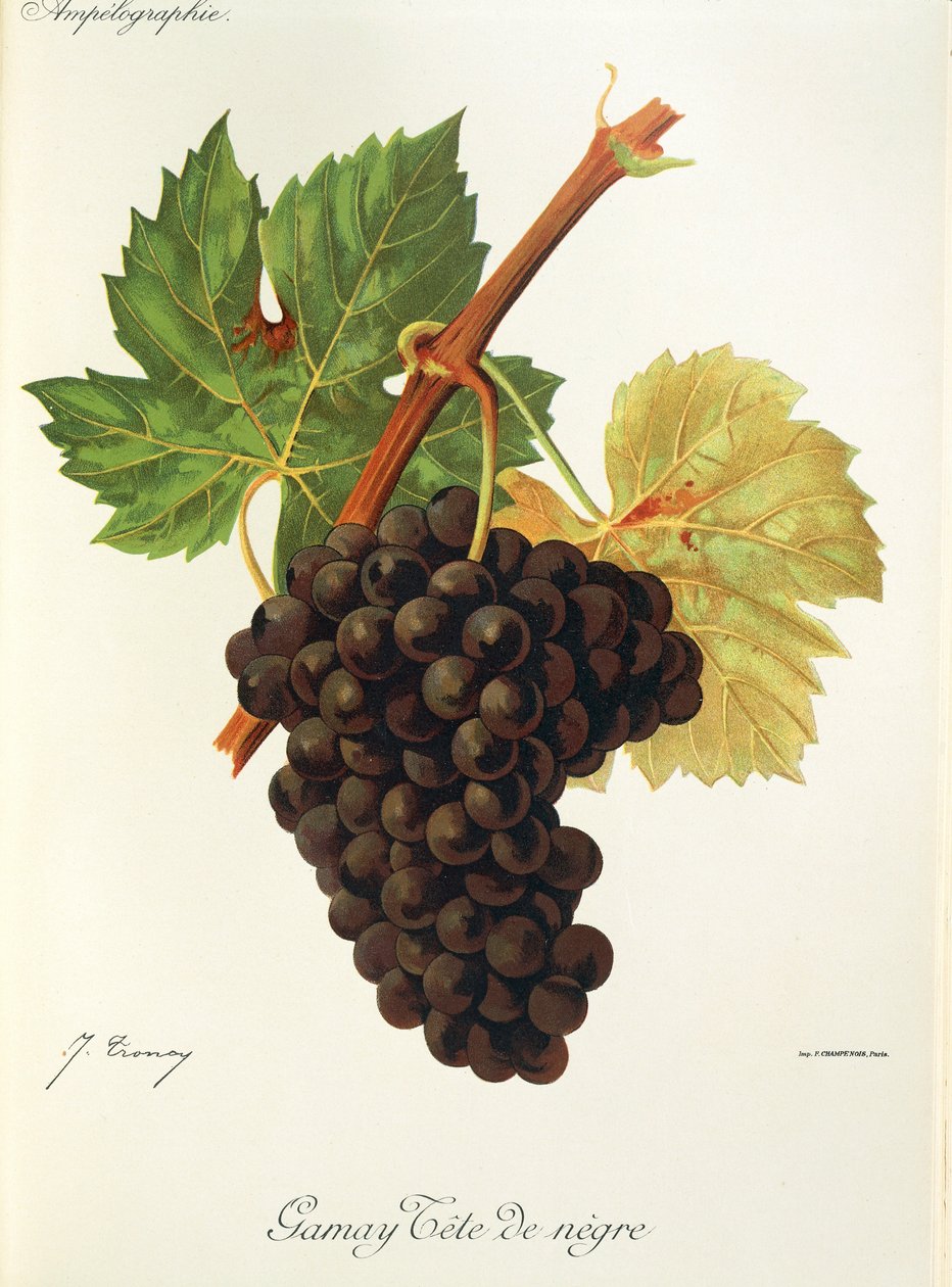 Gamay Tete de Negre druva av J. Troncy av Jules Troncy