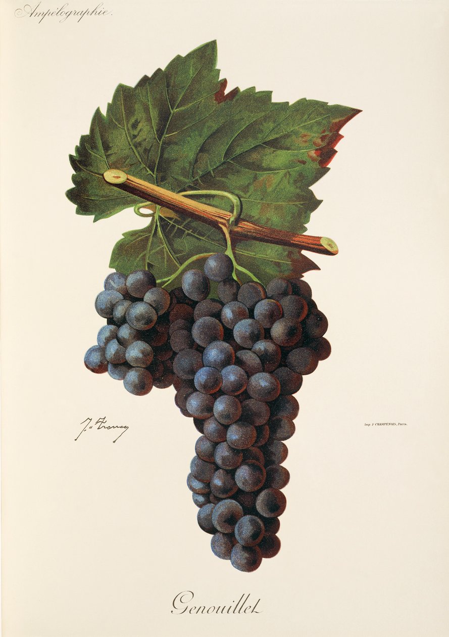 Genouillet druva av J. Troncy av Jules Troncy