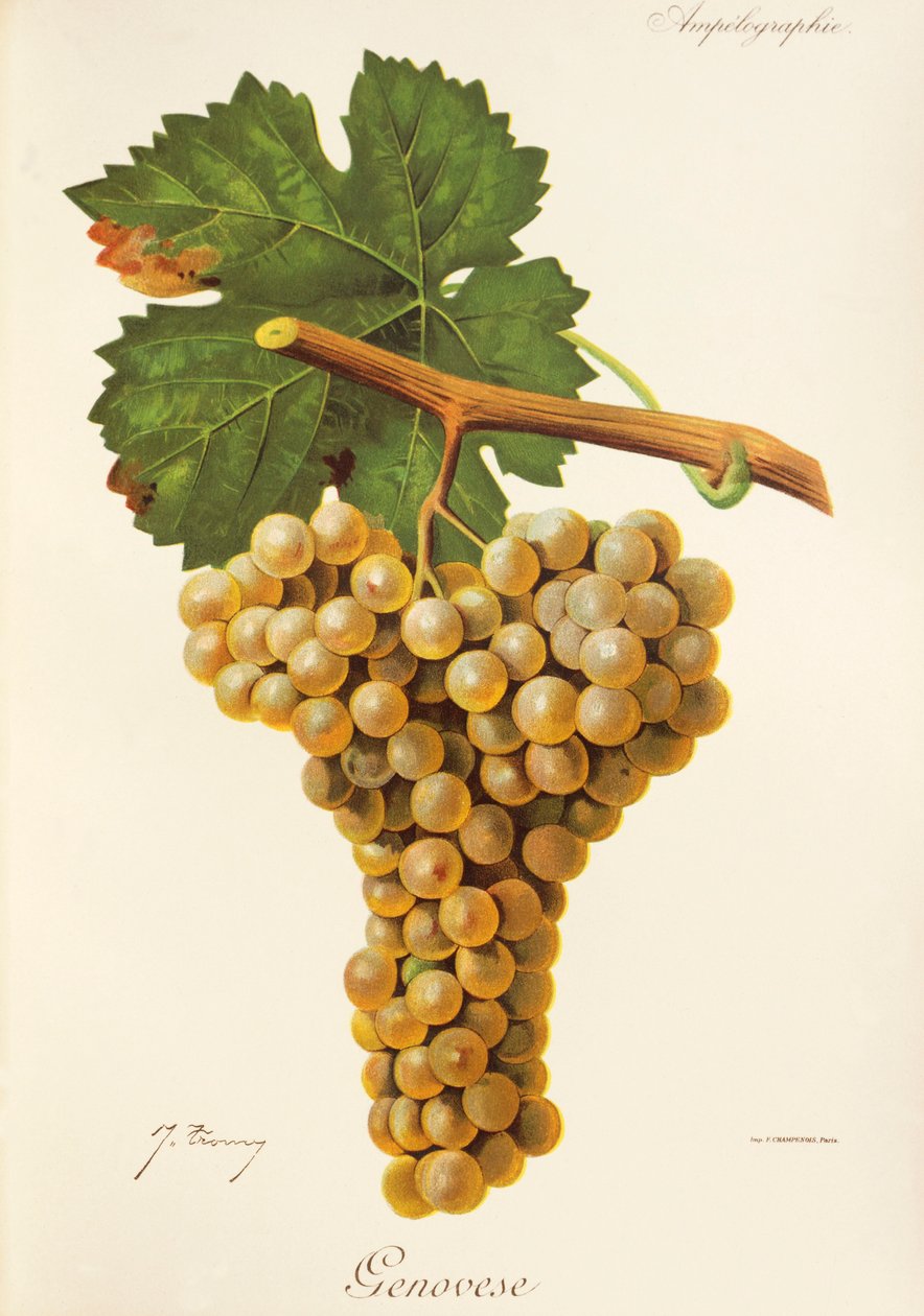 Genovese druva av J. Troncy av Jules Troncy