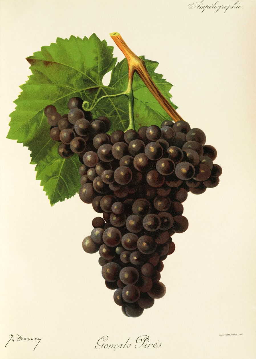Goncalo Pires druva av J. Troncy av Jules Troncy