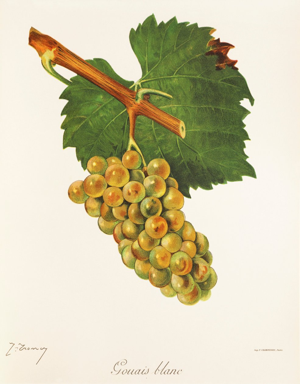 Gouais Blanc druva av J. Troncy av Jules Troncy