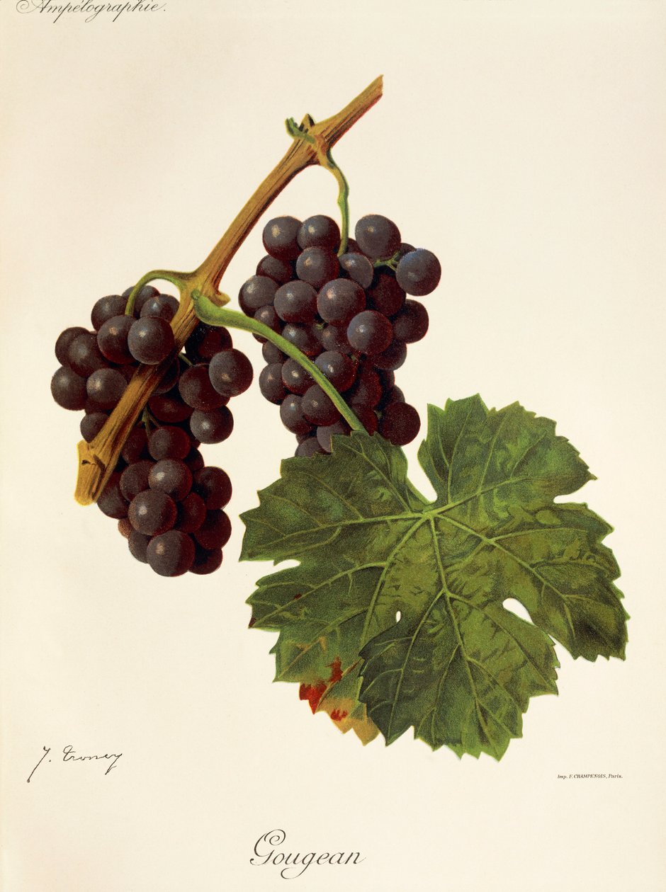 Gougean druva av J. Troncy av Jules Troncy