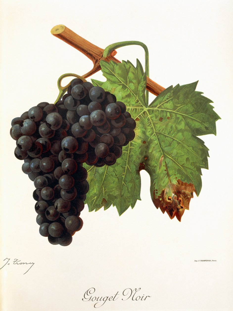 Gouget Noir druva av J. Troncy av Jules Troncy
