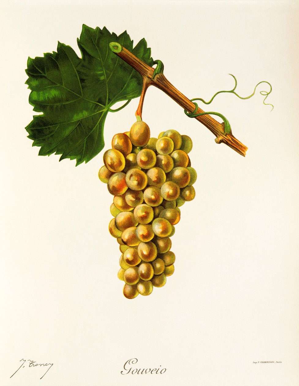 Gouveio druva av J. Troncy av Jules Troncy