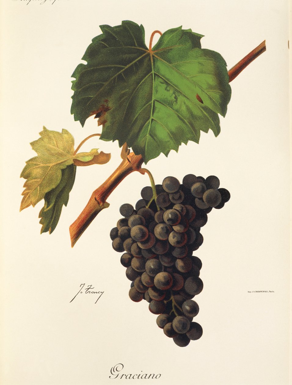 Graciano druva av J. Trncy av Jules Troncy
