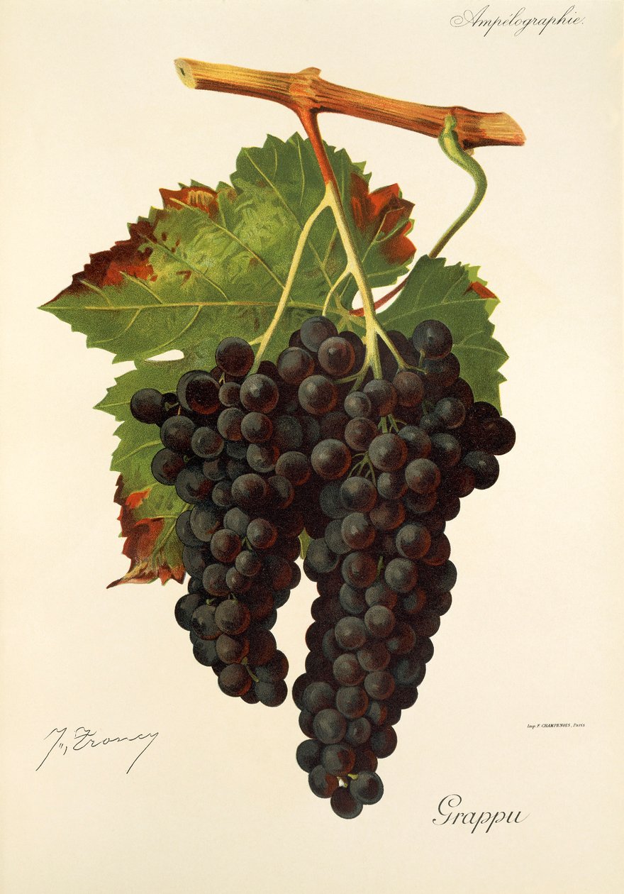 Grappudruva av J. Troncy av Jules Troncy