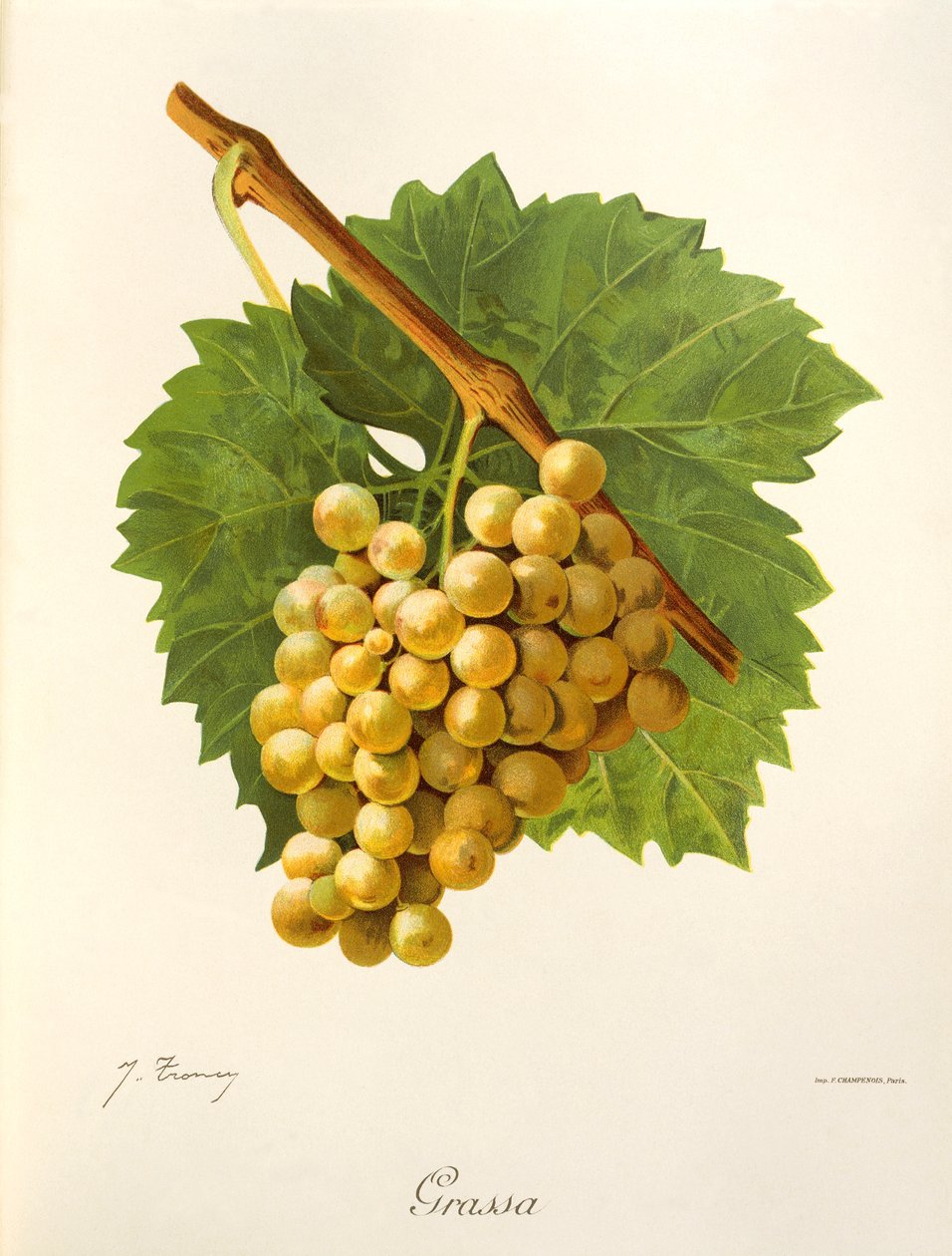 Grassa druva av J. Troncy av Jules Troncy