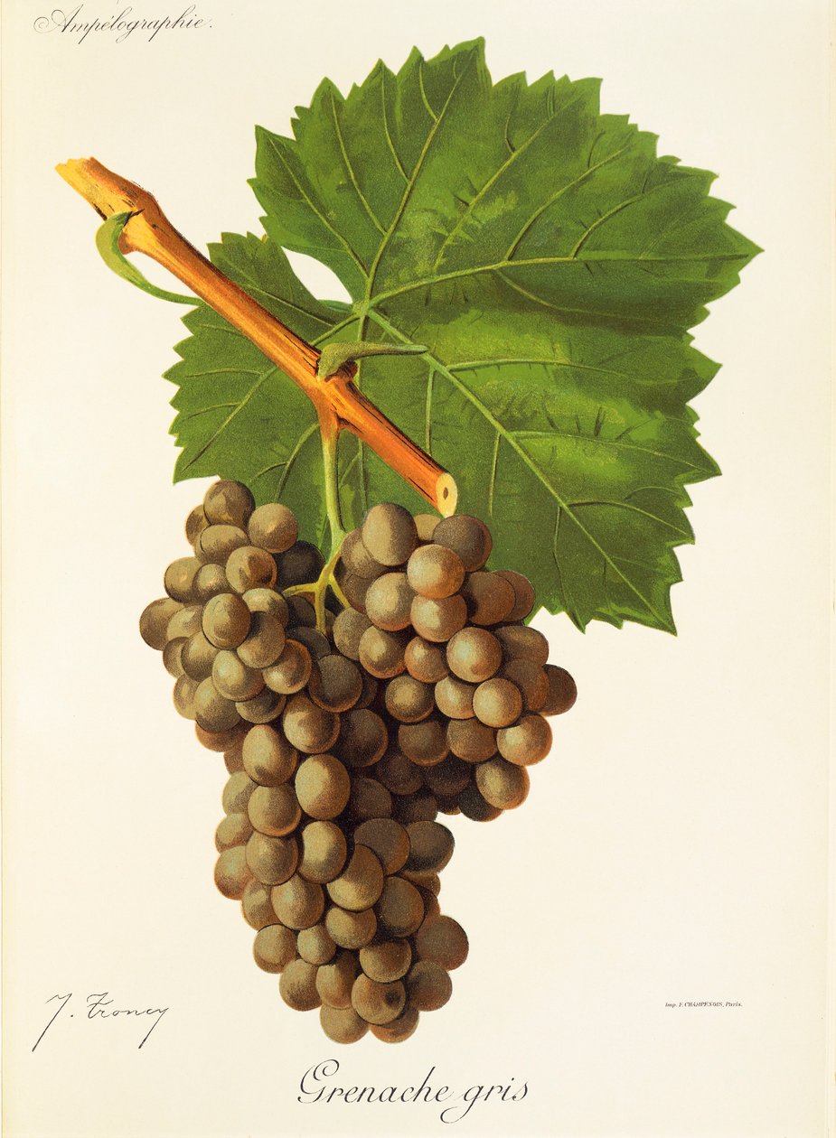 Grenache Gris druva av J. Troncy av Jules Troncy