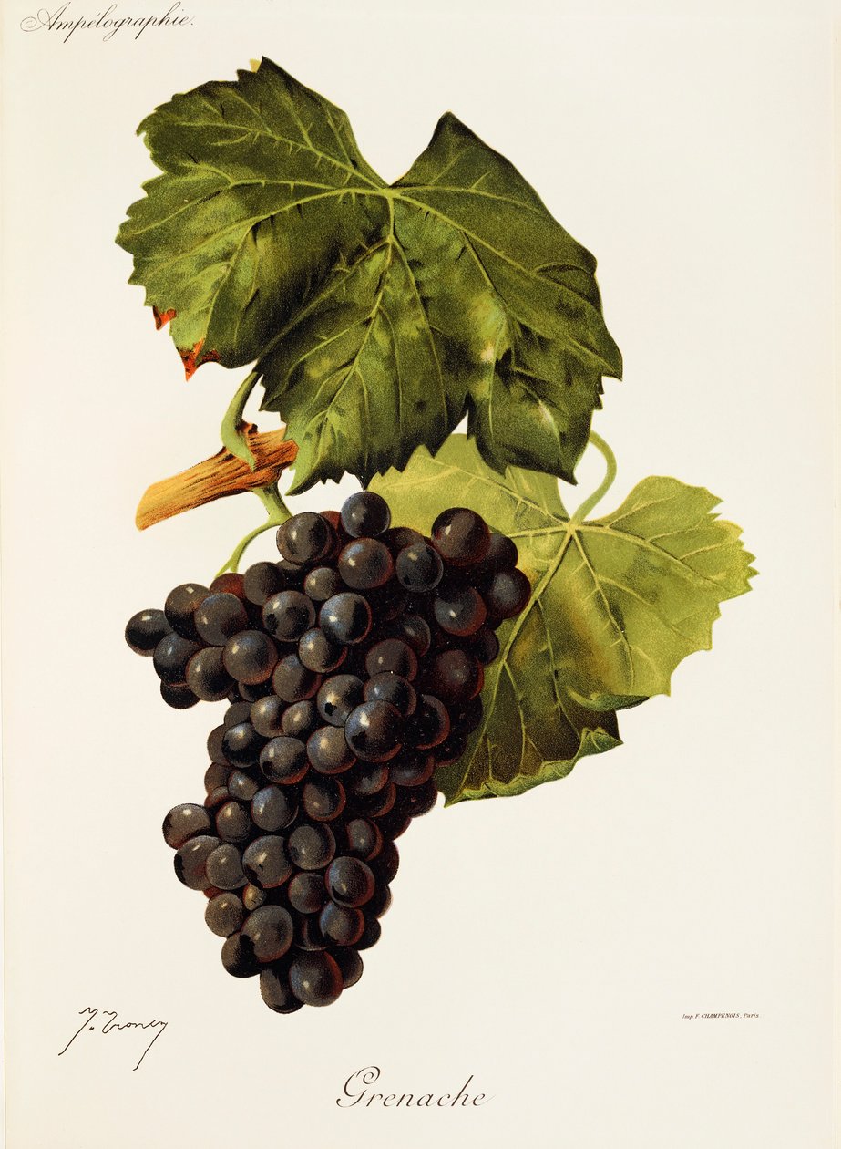 Grenache druva av J. Troncy av Jules Troncy
