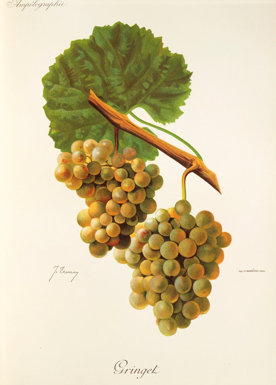 Gringet druva av J. Troncy av Jules Troncy