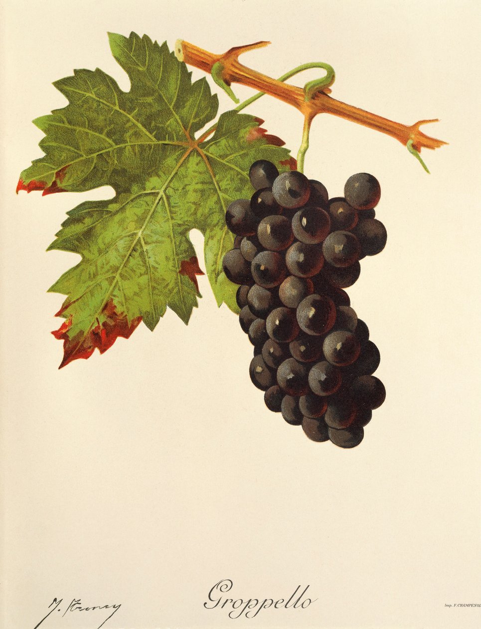 Groppello druva av J. Troncy av Jules Troncy
