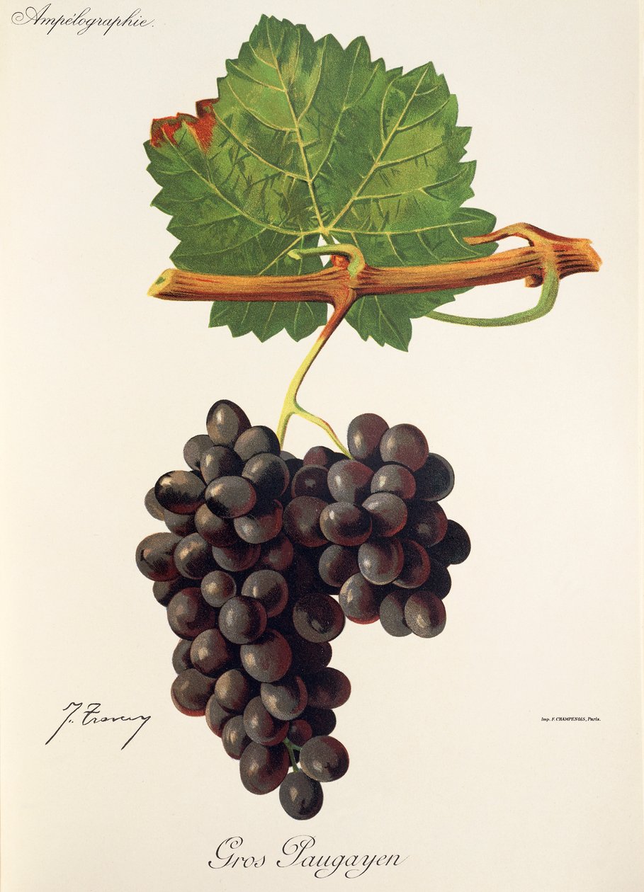 Gros Paugayen druva av J. Troncy av Jules Troncy