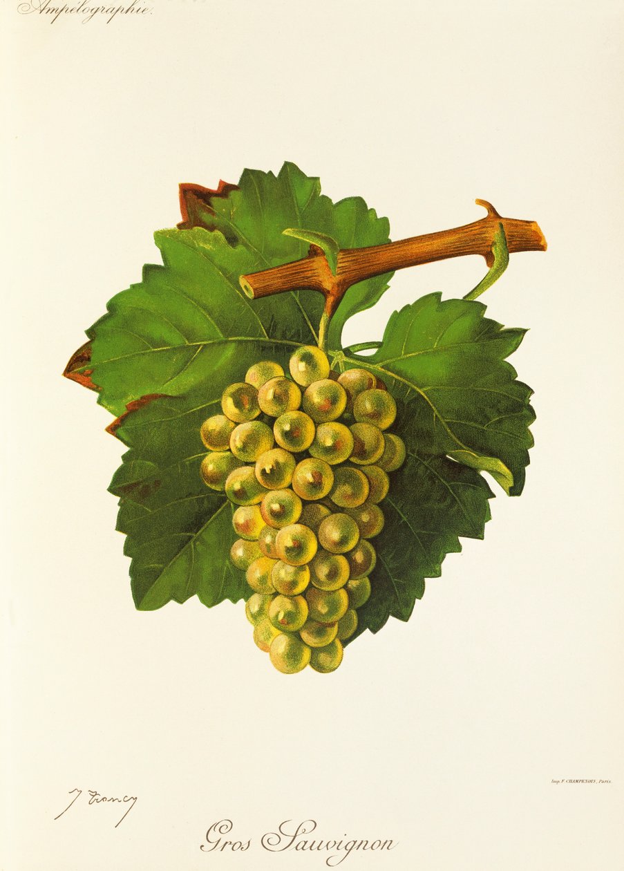 Gros Sauvignon druva av J. Troncy av Jules Troncy