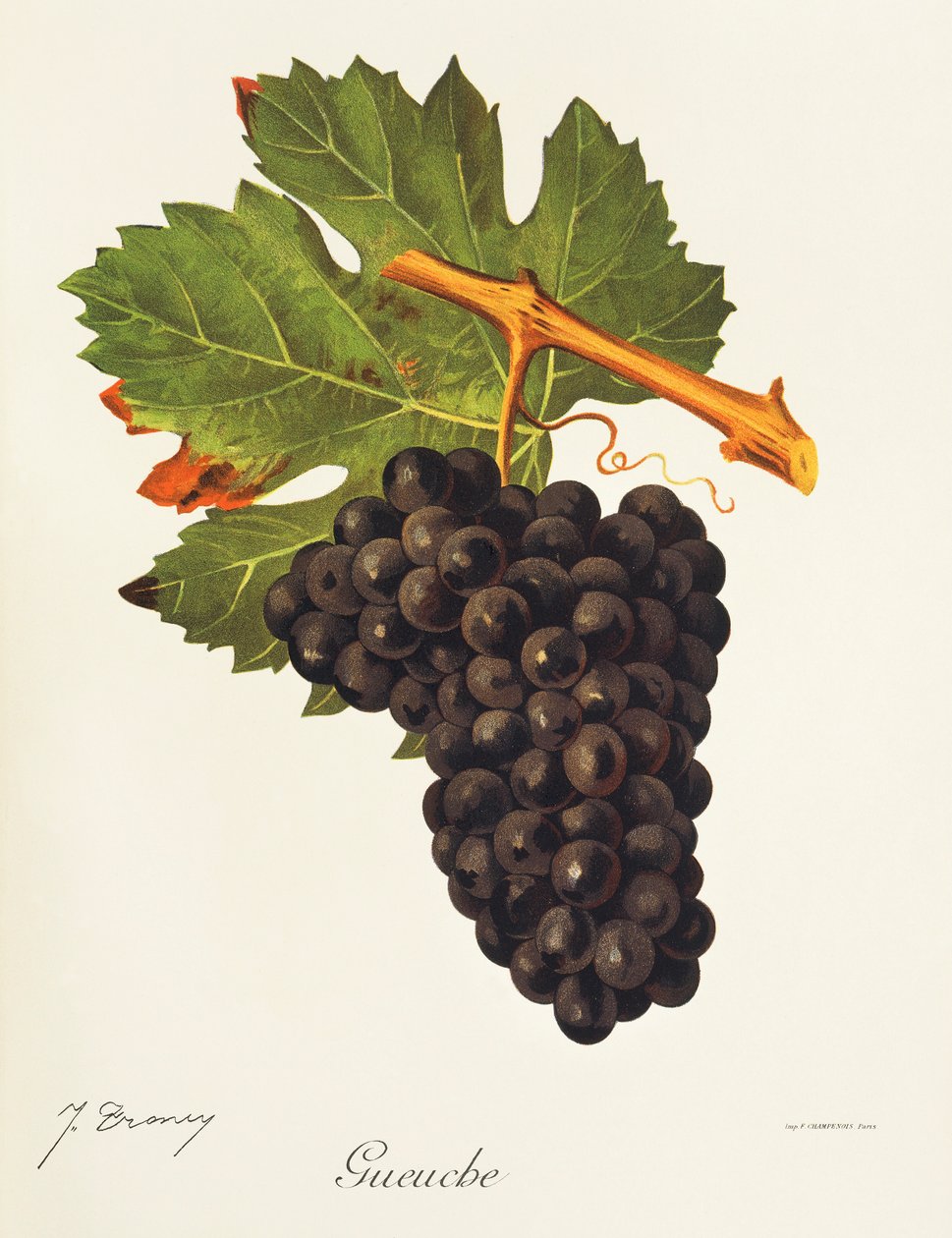 Gueuche druva av J. Troncy av Jules Troncy