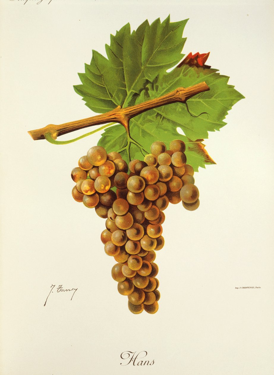 Hans druva av J. Troncy av Jules Troncy