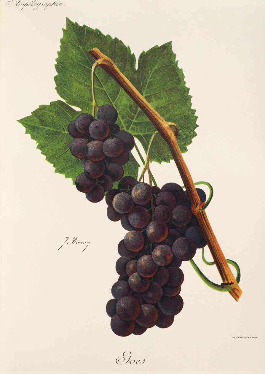 Ives druva av J. Troncy av Jules Troncy
