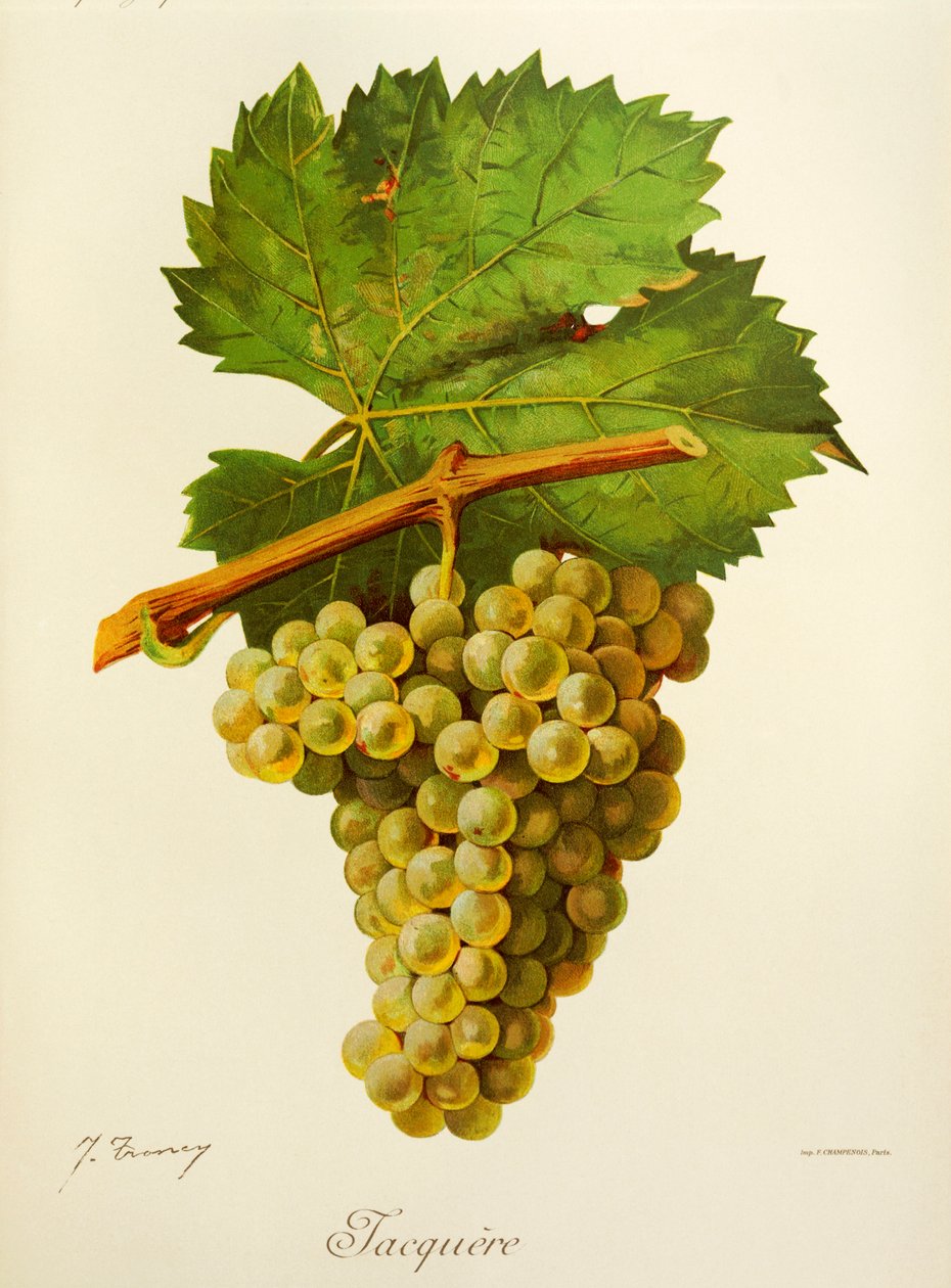 Jacquere druva av J. Troncy av Jules Troncy