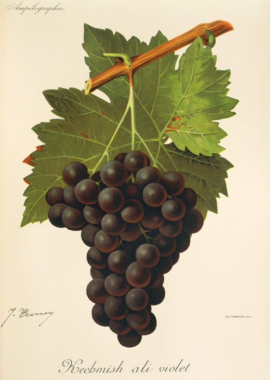 Kechmish Ali Violet druva av J. Troncy av Jules Troncy