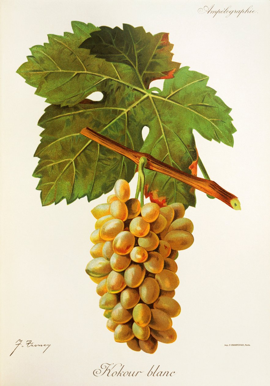 Kokour Blanc druva av J. Troncy av Jules Troncy