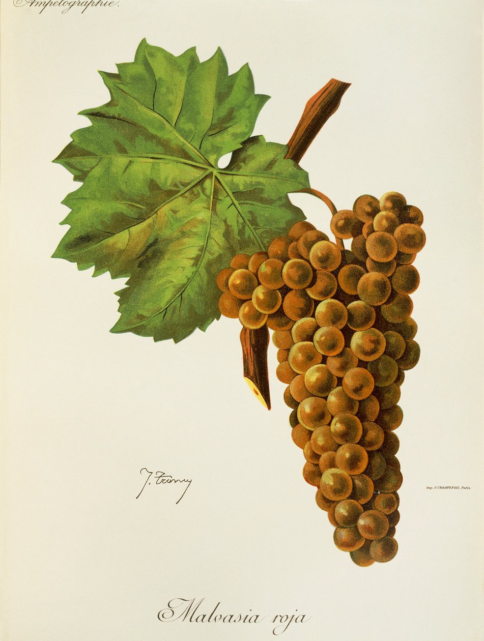 Malvasia Roja druva av J. Troncy av Jules Troncy