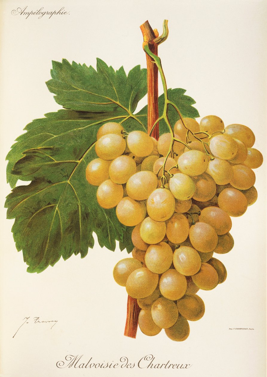Malvoisie des Chartreux druva av J. Troncy av Jules Troncy