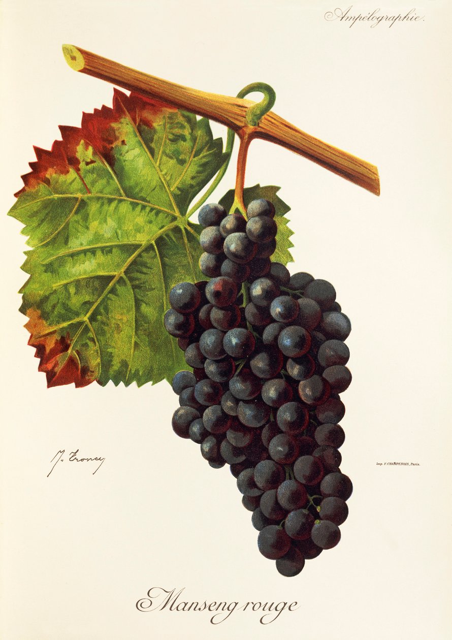Manseng Rouge druva av J. Troncy av Jules Troncy