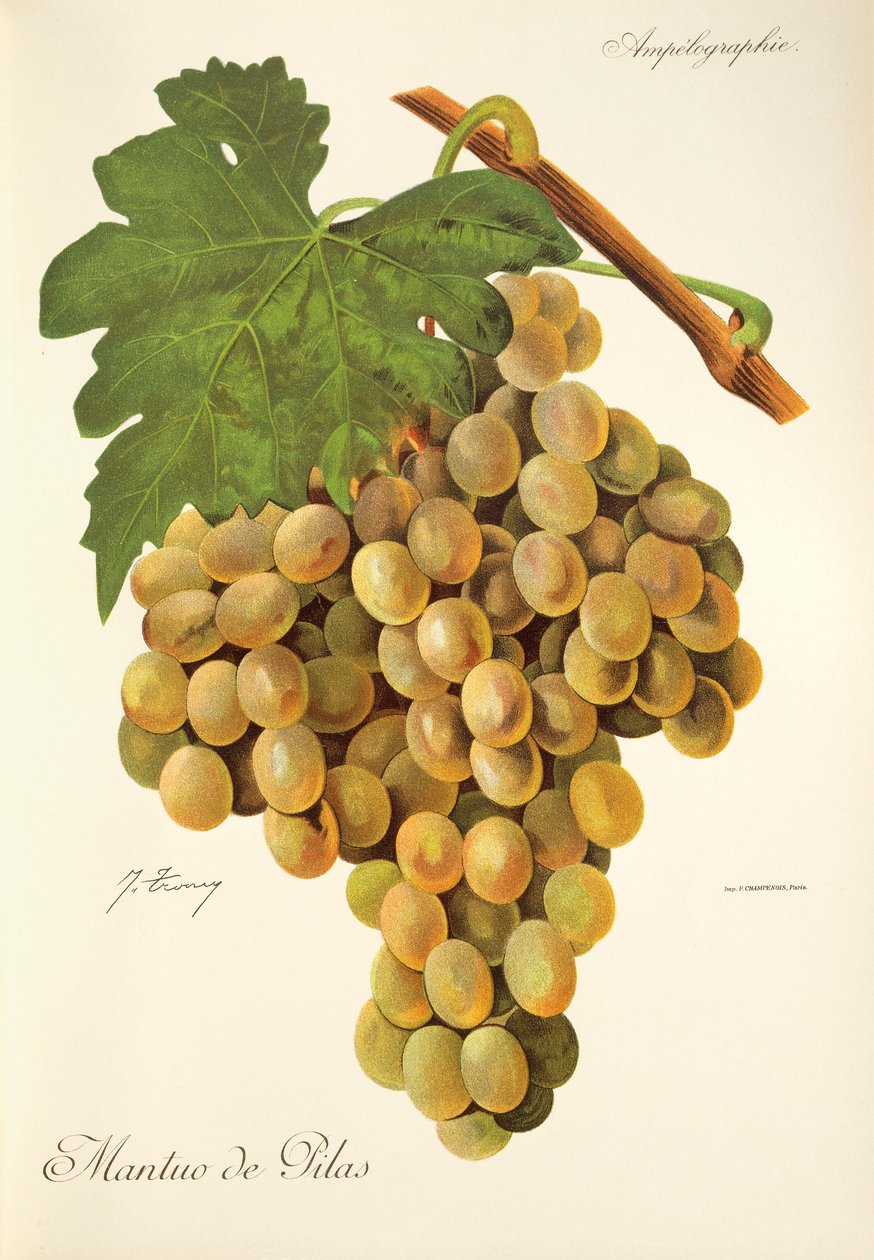 Mantua de Pilas druva av J. Troncy av Jules Troncy