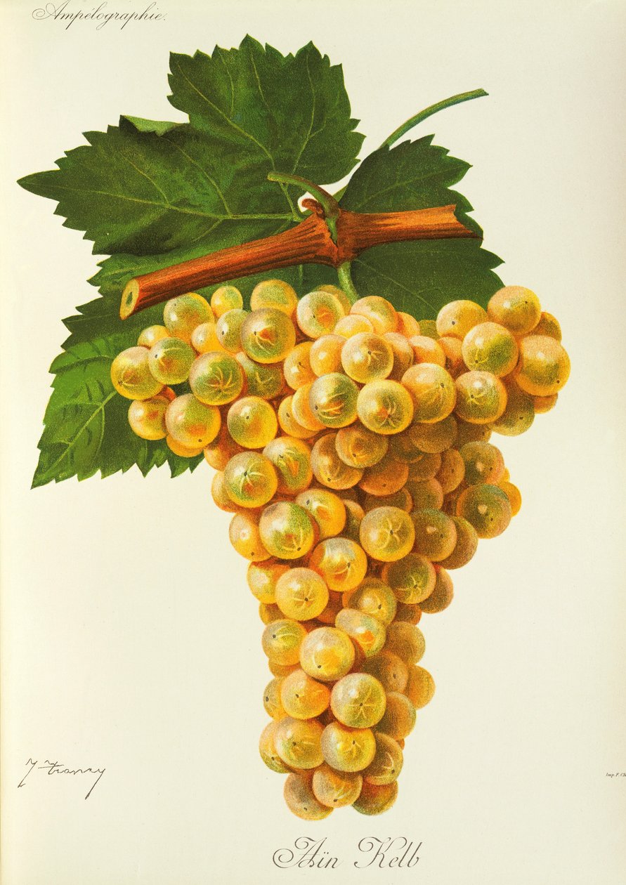 Marsanne druva av J. Troncy av Jules Troncy