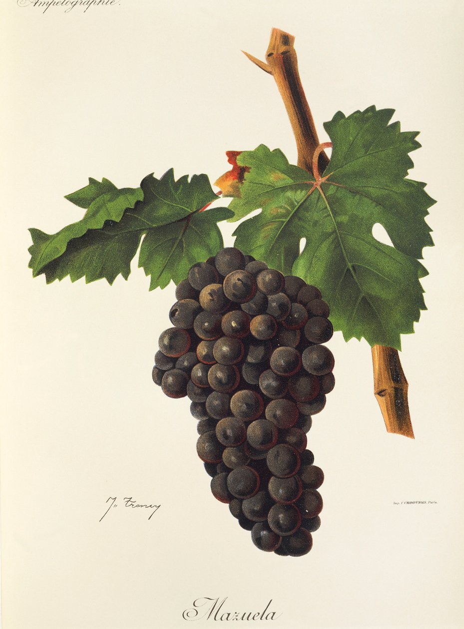 Mazuela druva av J. Troncy av Jules Troncy