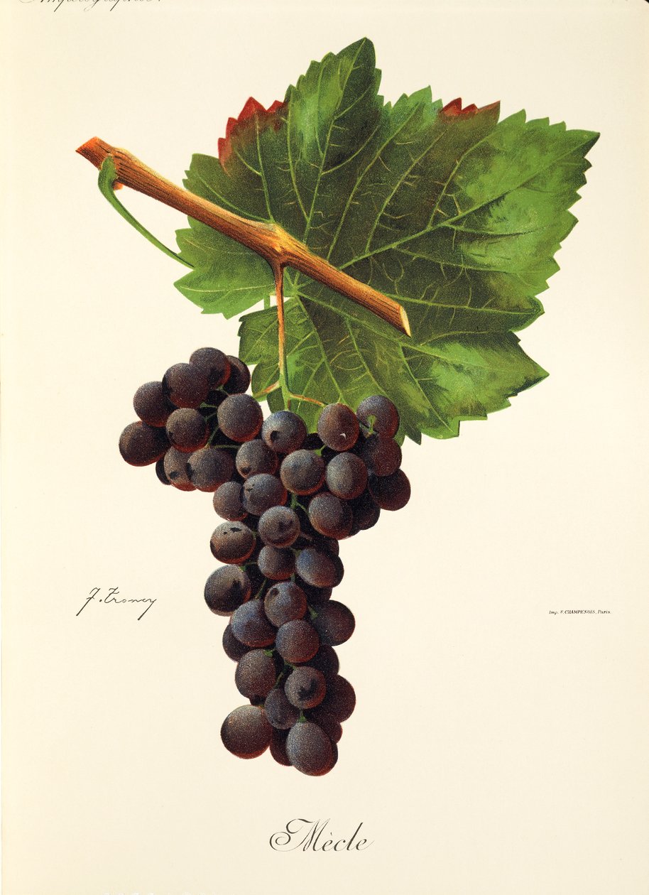Mecle druva av J. Trancy av Jules Troncy