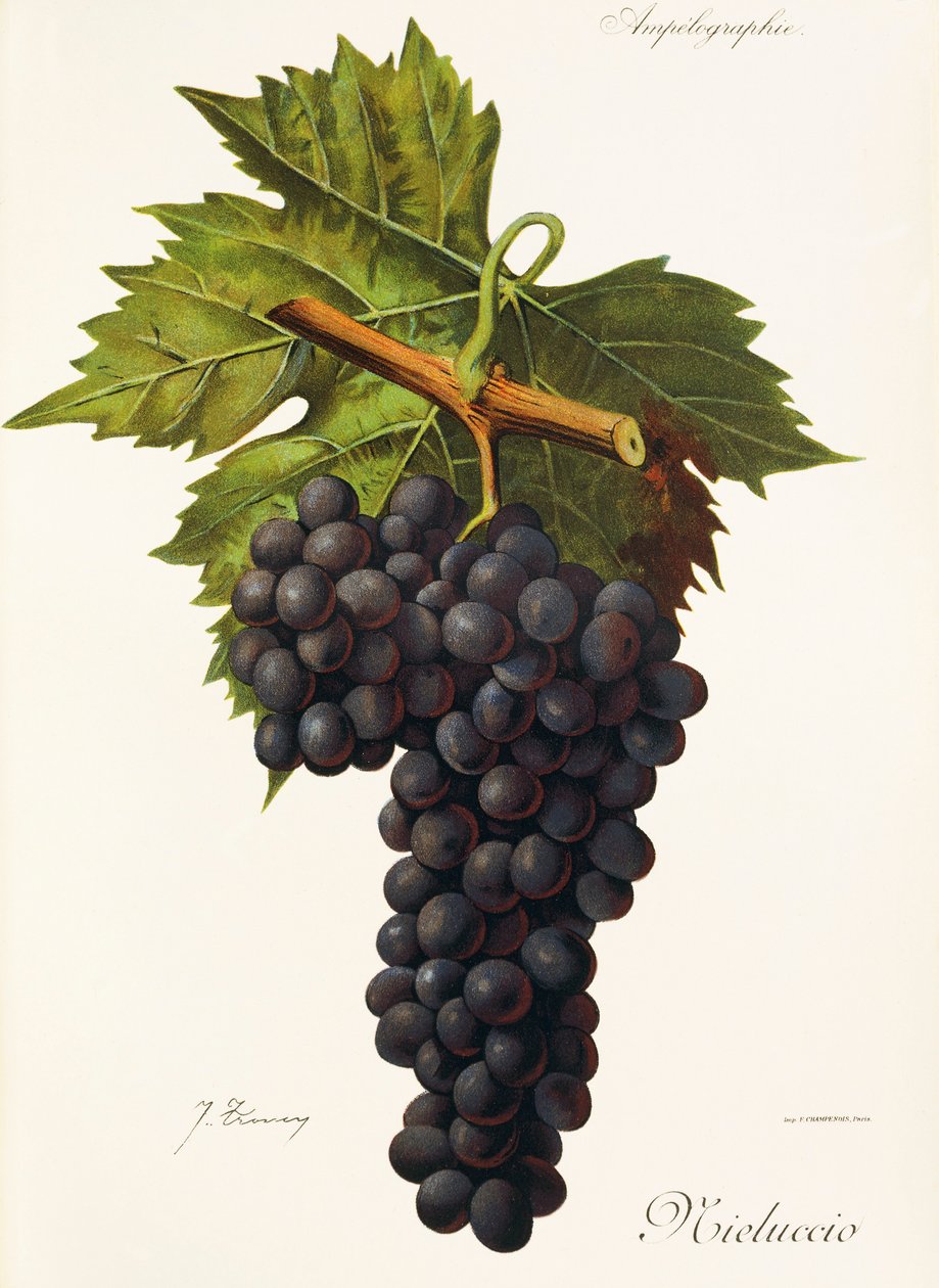 Mieluccio druva av J. Troncy av Jules Troncy