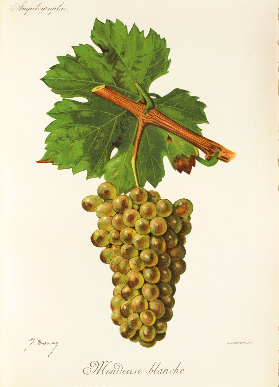 Mondeuse Blanche druva av J. Troncy av Jules Troncy