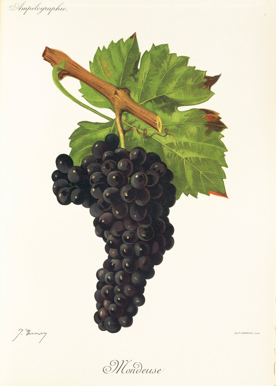 Mondeuse druva av J. Troncy av Jules Troncy