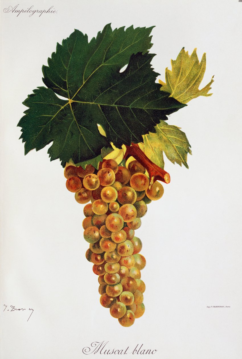 Moscato vita druvor (Muscat blanc) av Jules Troncy från Ampelographie, Traite general de viticulture (Ampelography, General treaty of viticulture), vol III, av Pierre Viala (1859-1936) och Victor Vermorel (1848-1927), Paris av Jules Troncy