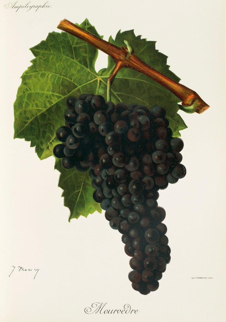 Mourvedre druva av J. Troncy av Jules Troncy