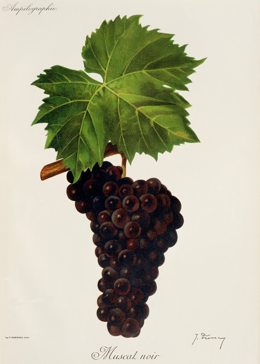 Muscat Noir druva av J. Troncy av Jules Troncy