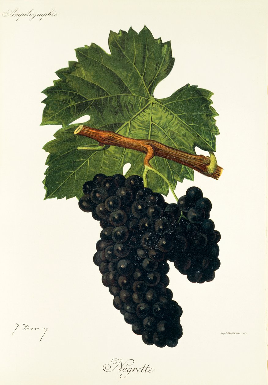 Negrette druva av J. Troncy av Jules Troncy