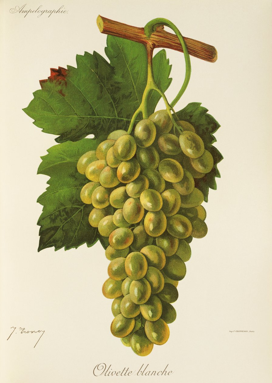Olivette Blanche druva av J. Troncy av Jules Troncy