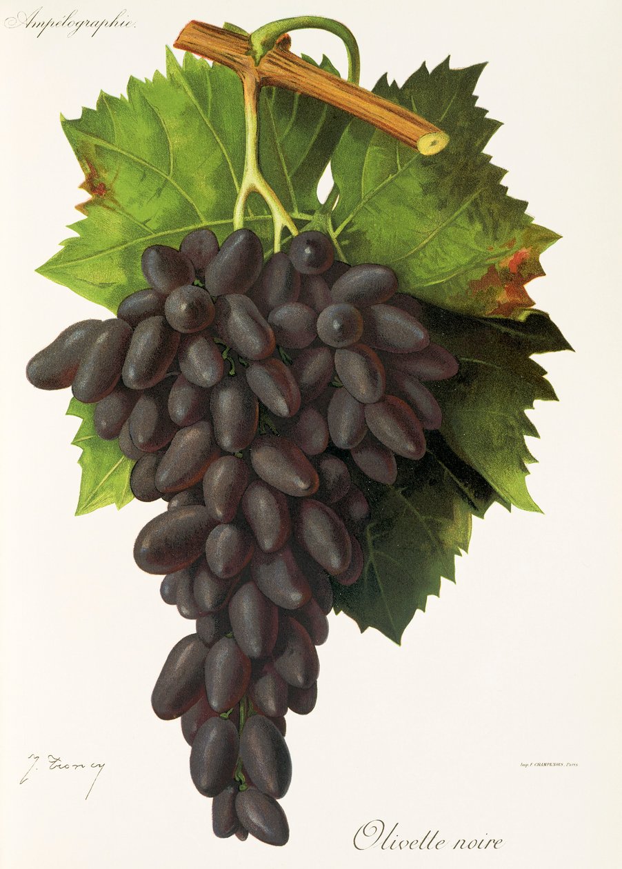 Olivette Noire druva av J. Troncy av Jules Troncy