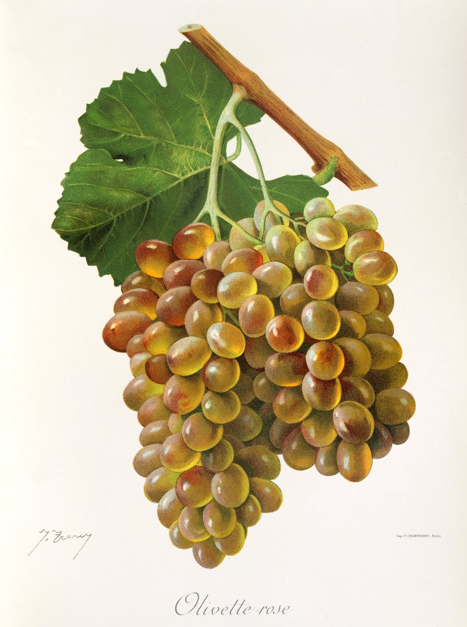Olivette Rose druva av J. Troncy av Jules Troncy