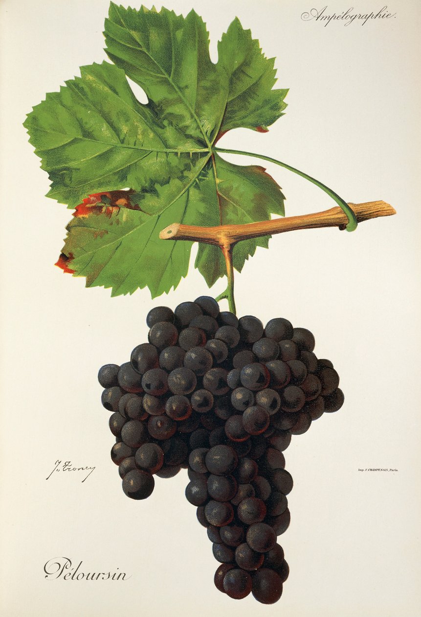 Peloursin druva av J. Trancy av Jules Troncy