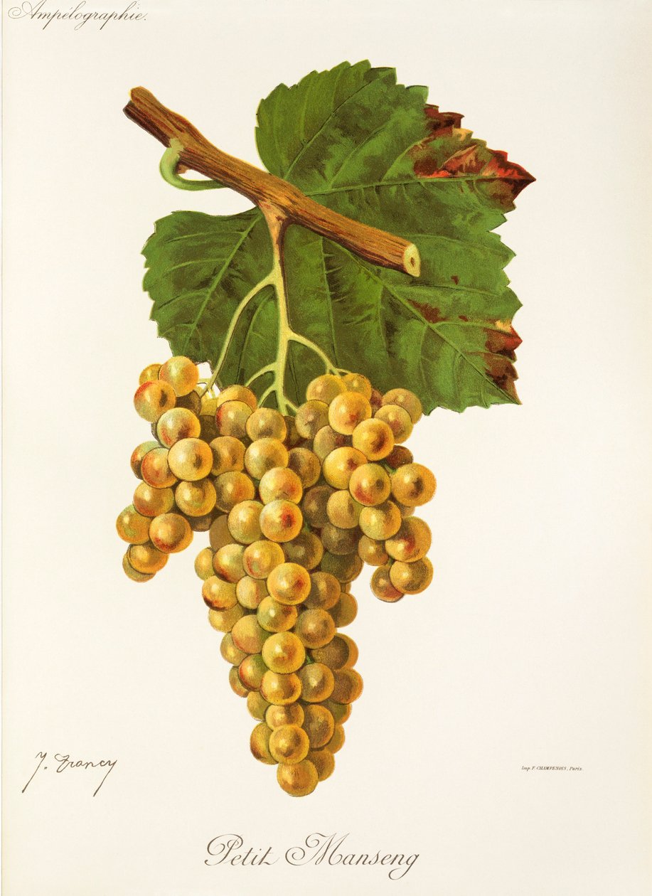 Petit Manseng-druva av J. Troncy av Jules Troncy