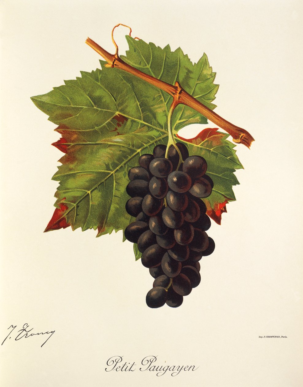 Petit Paugayen druva av J. Troncy av Jules Troncy