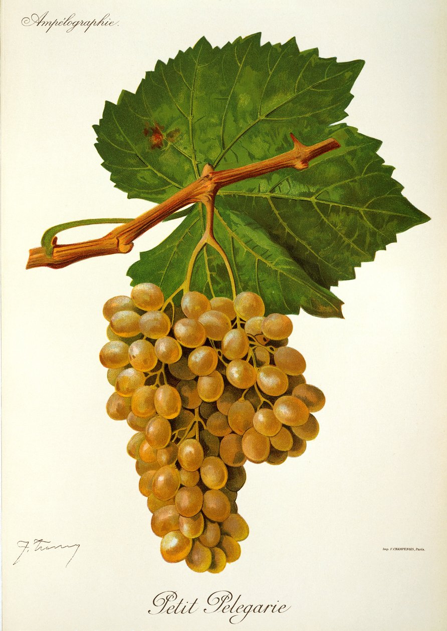Petit Pelegarie druva av J. Troncy av Jules Troncy