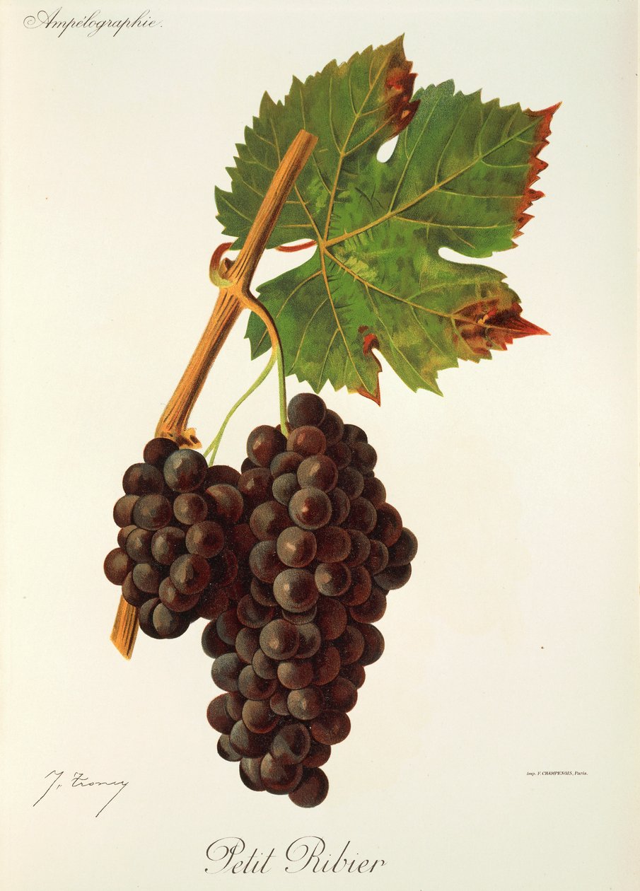 Petit Ribier druva av J. Troncy av Jules Troncy