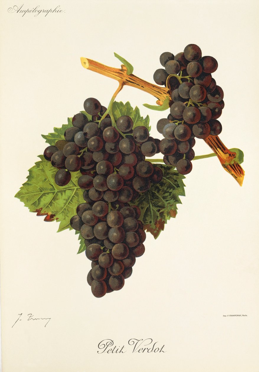 Petit Verdot druva av J. Troncy av Jules Troncy